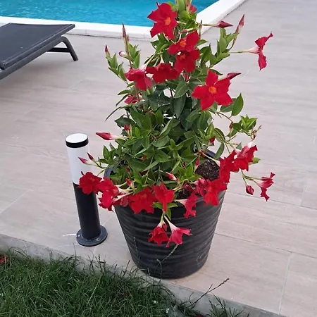 Marina * بيوغْغاد نا موغو